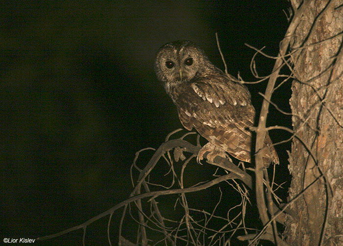 לילית מצויה   Tawny Owl Strix aluco                                  יער ביריה(צפת),יוני 2009.צלם:ליאור כסלו